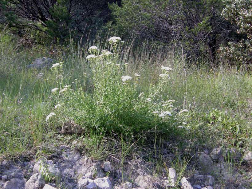 صورة Ageratina hyssopina (A. Gray) R. King & H. Rob.