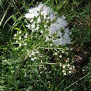 Ageratina hyssopina (A. Gray) R. King & H. Rob. resmi