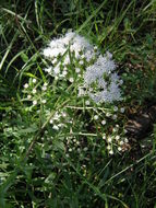 صورة Ageratina hyssopina (A. Gray) R. King & H. Rob.