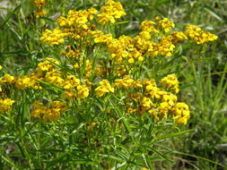 Tagetes lucida Cav. resmi