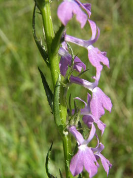 Imagem de Lobelia fenestralis Cav.