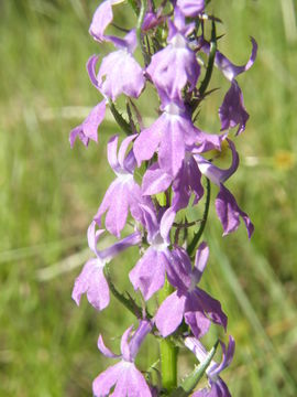 Imagem de Lobelia fenestralis Cav.