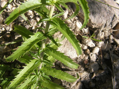 Image of Fringe-Leaf Lobelia