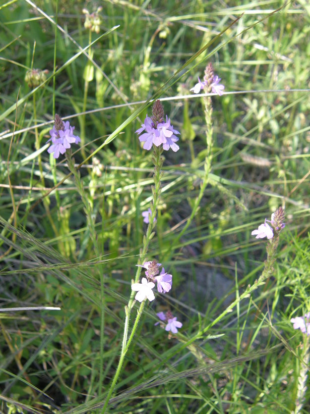 Image of Chihuahuan vervain