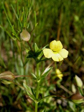 Mecardonia procumbens (Mill.) Small resmi