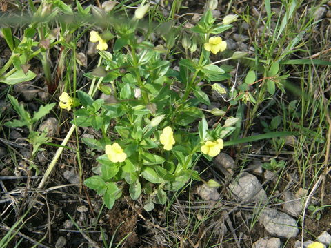 Mecardonia procumbens (Mill.) Small resmi