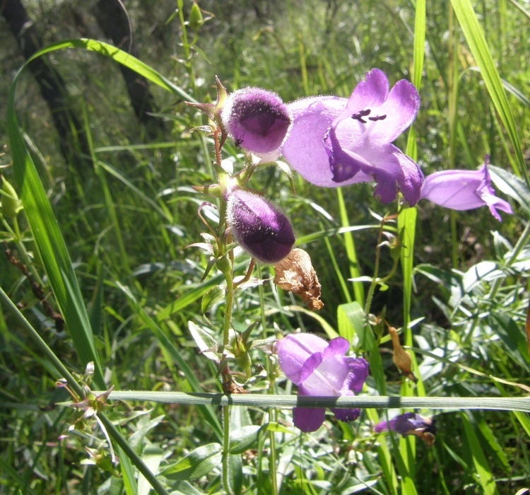 Image of bellflower beardtongue