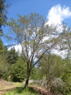 Image of <i>Ceanothus <i>thyrsiflorus</i></i> var. thyrsiflorus