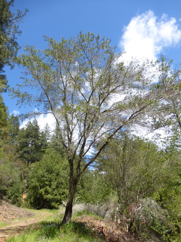 Image of <i>Ceanothus <i>thyrsiflorus</i></i> var. thyrsiflorus