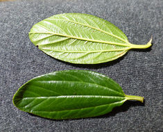 Image of <i>Ceanothus <i>thyrsiflorus</i></i> var. thyrsiflorus