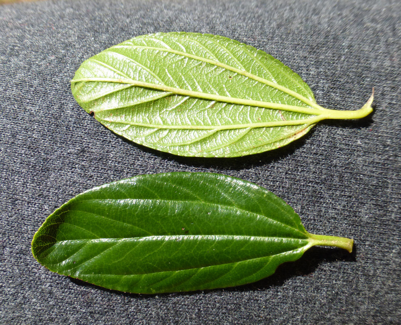 Image of <i>Ceanothus <i>thyrsiflorus</i></i> var. thyrsiflorus