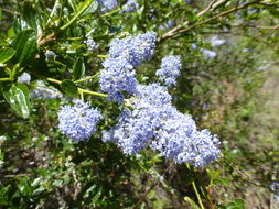Image of <i>Ceanothus <i>thyrsiflorus</i></i> var. thyrsiflorus