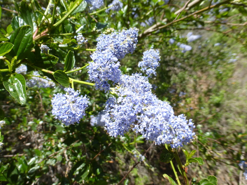 Image of <i>Ceanothus <i>thyrsiflorus</i></i> var. thyrsiflorus