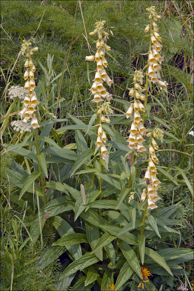 Слика од Digitalis grandiflora Mill.