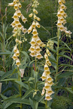 Слика од Digitalis grandiflora Mill.