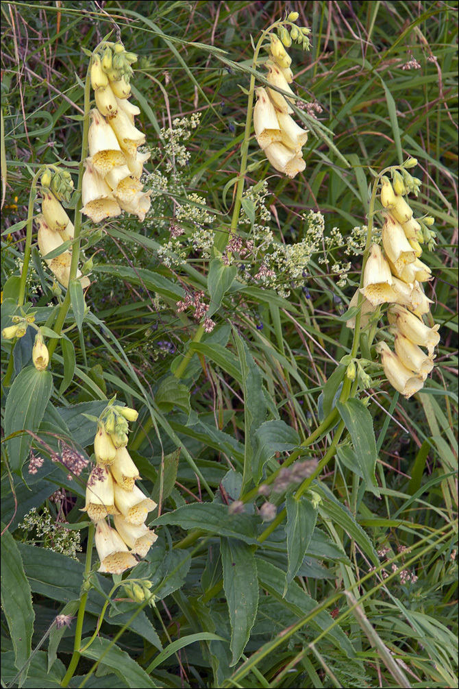 Imagem de Digitalis grandiflora Mill.