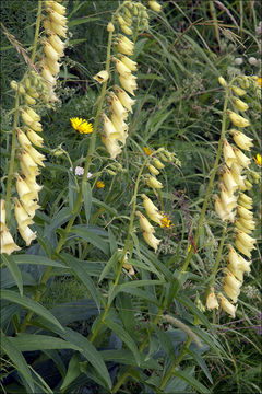 Слика од Digitalis grandiflora Mill.