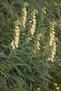 Plancia ëd Digitalis grandiflora Mill.