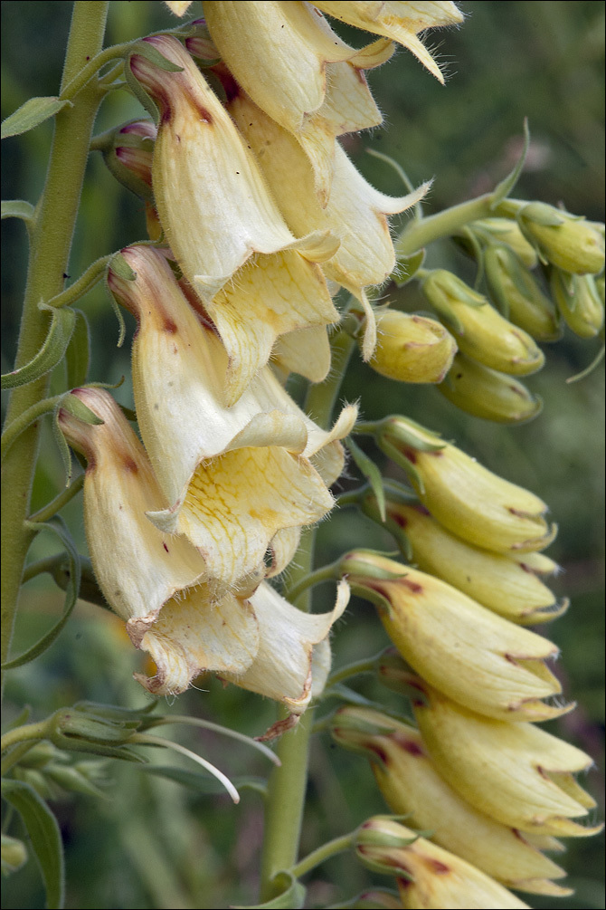 Imagem de Digitalis grandiflora Mill.