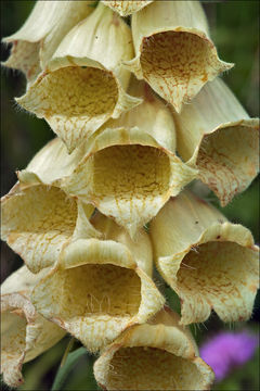 Imagem de Digitalis grandiflora Mill.