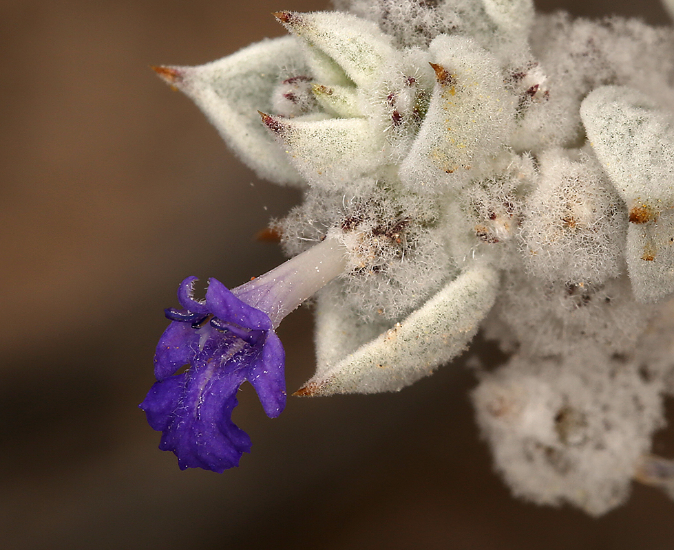 Image of woolly sage