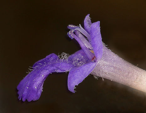 Image of woolly sage