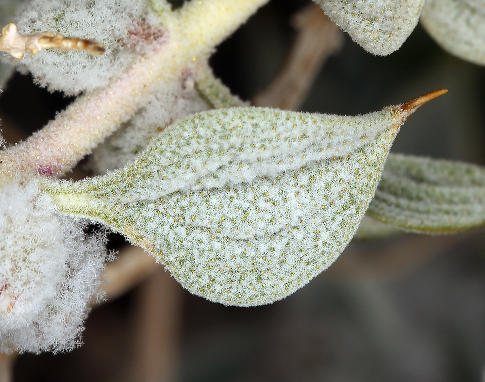 Imagem de Salvia funerea M. E. Jones