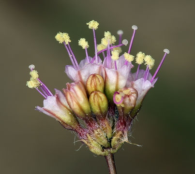 Imagem de Anulocaulis annulatus (Coville) Standl.