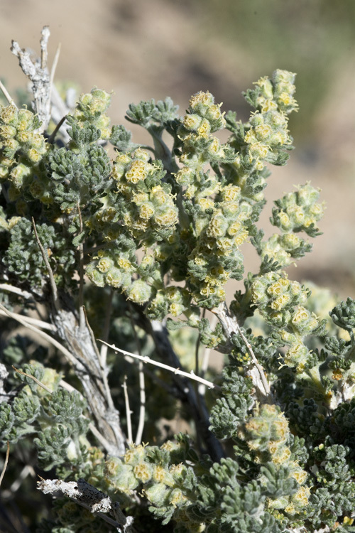 <i>Picrothamnus desertorum</i>的圖片