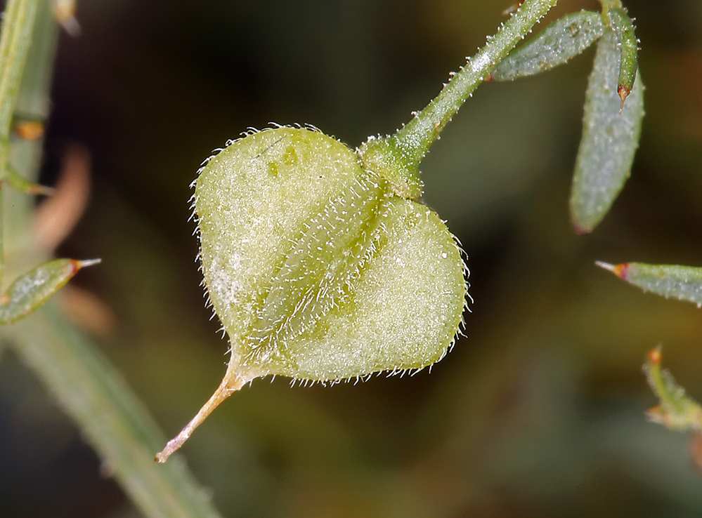 Image of California fagonbush