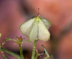 Image of California fagonbush