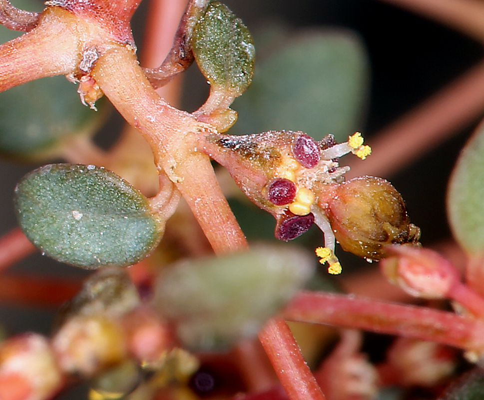 Image de Euphorbia polycarpa Benth.