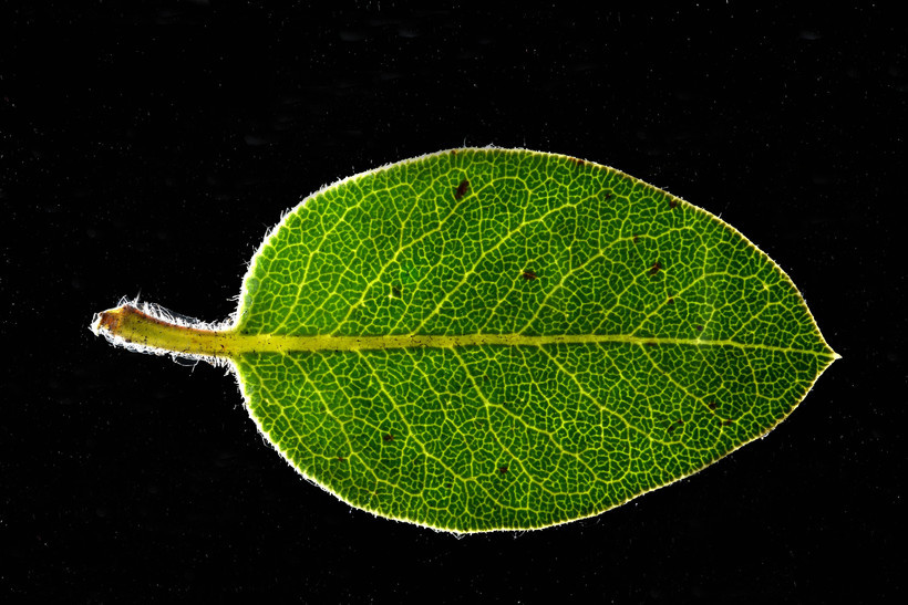 Image of Monterey manzanita