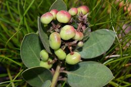 Image of Monterey manzanita