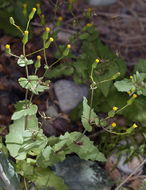 Image of Mojave ragwort