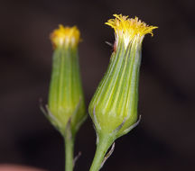 Image of Mojave ragwort