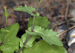 Image of Mojave ragwort