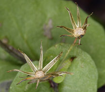 Image of Mojave ragwort