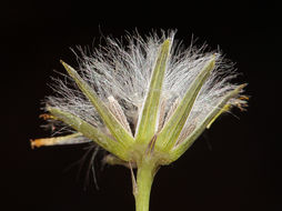 Image of Mojave ragwort