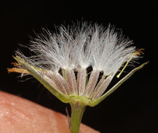 Image of Mojave ragwort