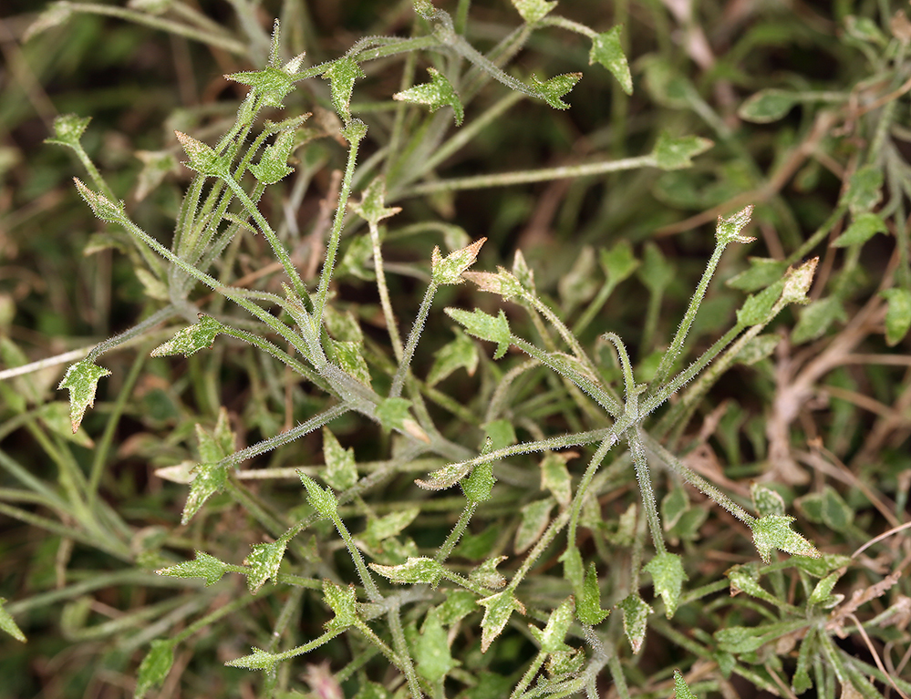 Image of bush arrowleaf