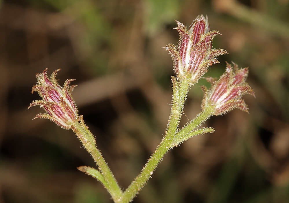 Plancia ëd Pleurocoronis pluriseta (A. Gray) R. King & H. Rob.