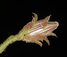 Image of bush arrowleaf