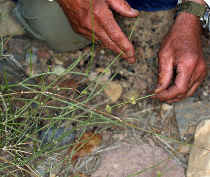 Image of Death Valley Mormon Tea