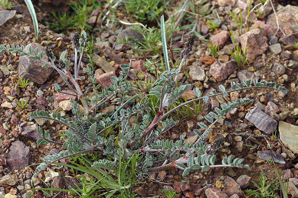 Image of Funeral Mountain milkvetch