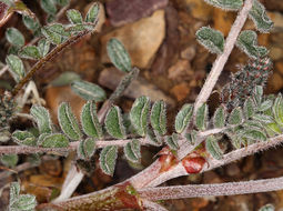 Image of Funeral Mountain milkvetch