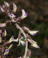 Image of Funeral Mountain milkvetch