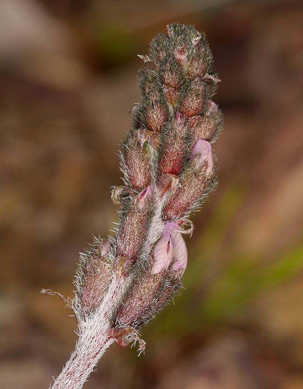 Image of Funeral Mountain milkvetch