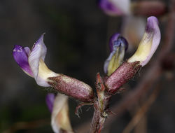 Image of Funeral Mountain milkvetch