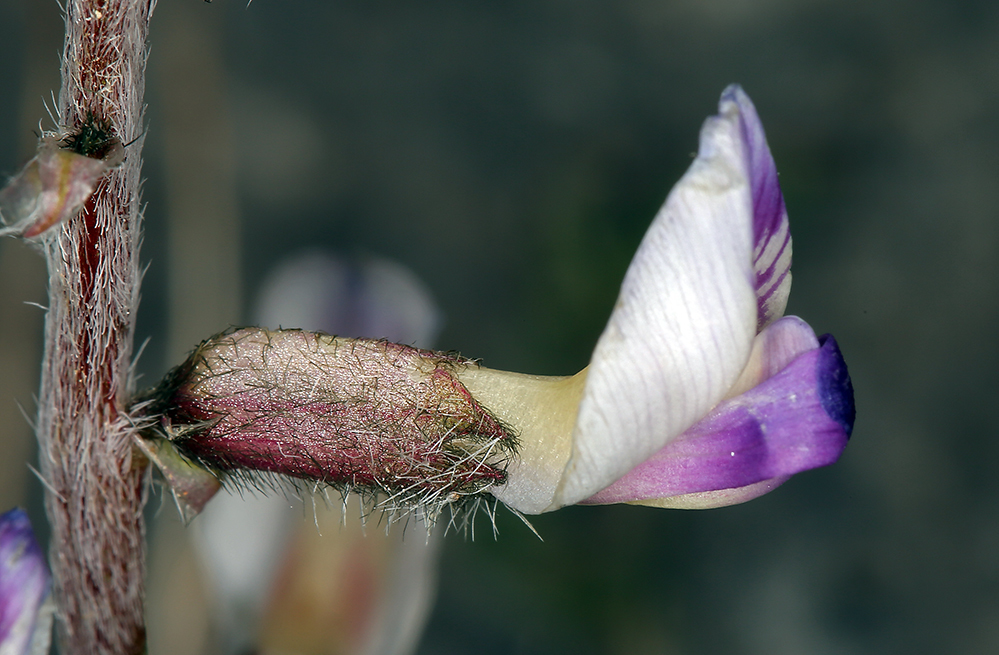 Image of Funeral Mountain milkvetch